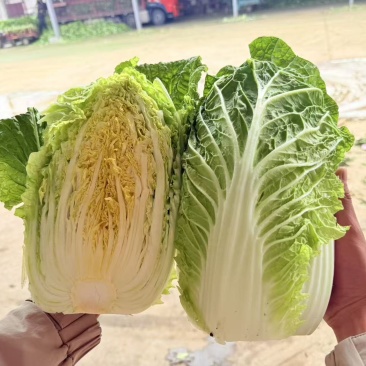 白菜
