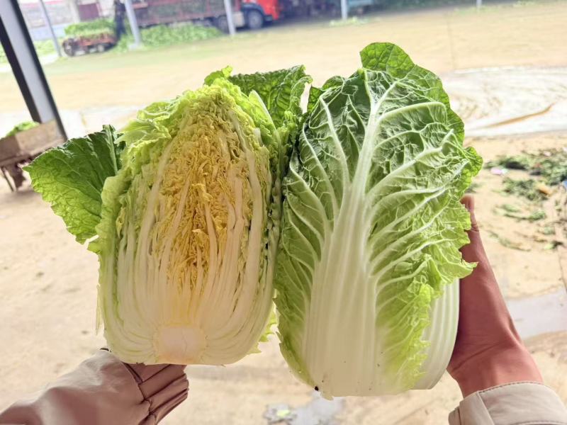 白菜