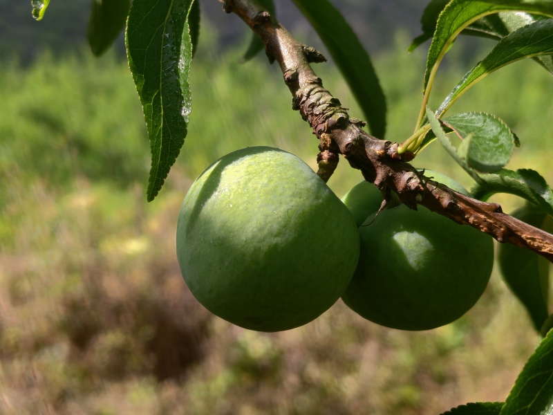 贵州蜂糖李