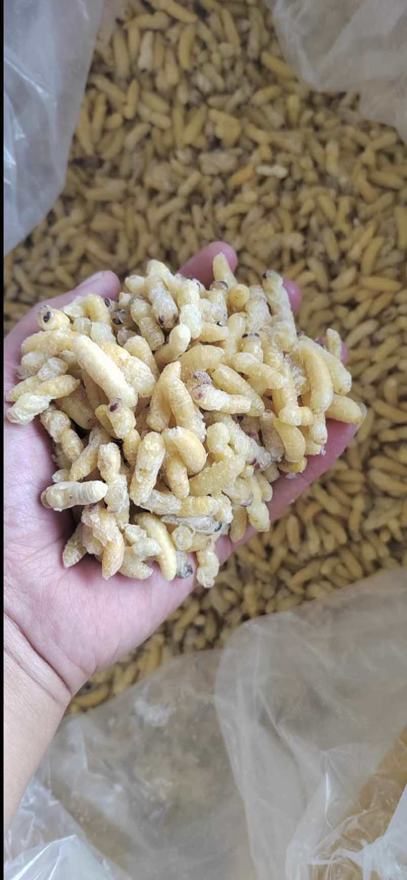 云南一级树蜂蛹