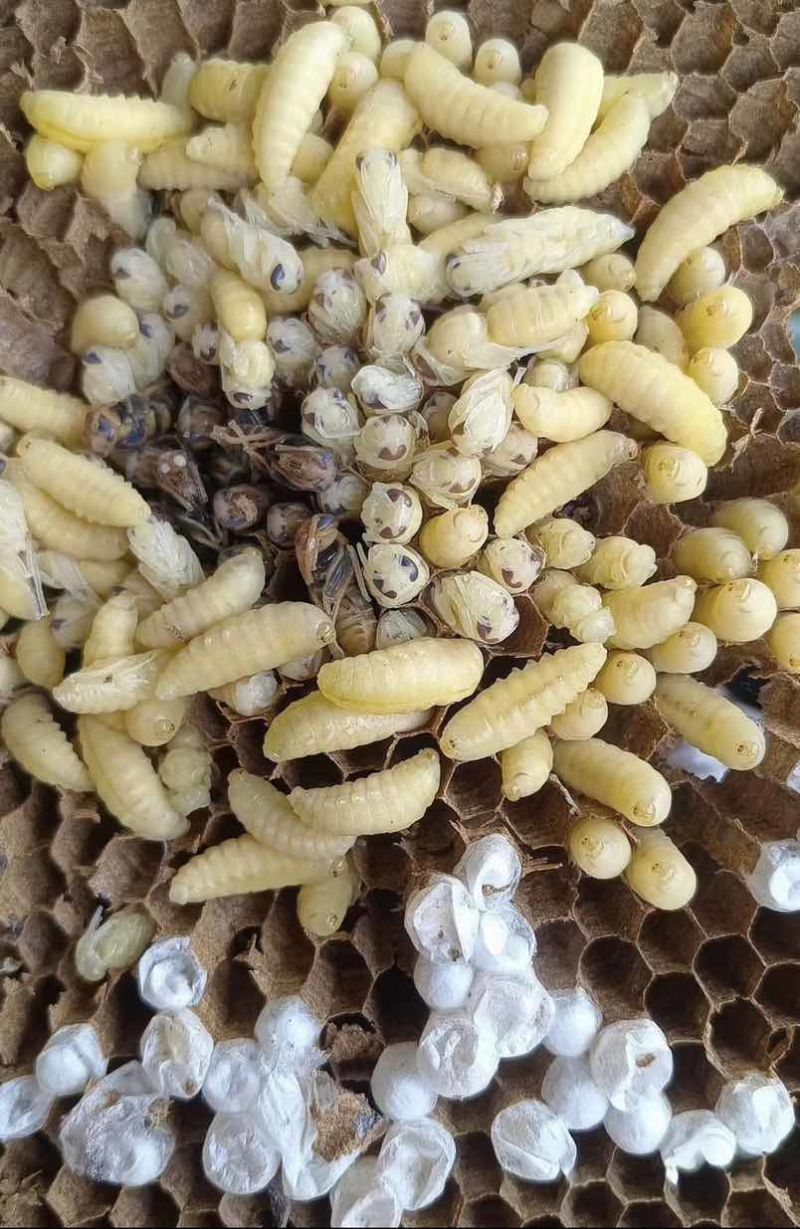 云南一级树蜂蛹