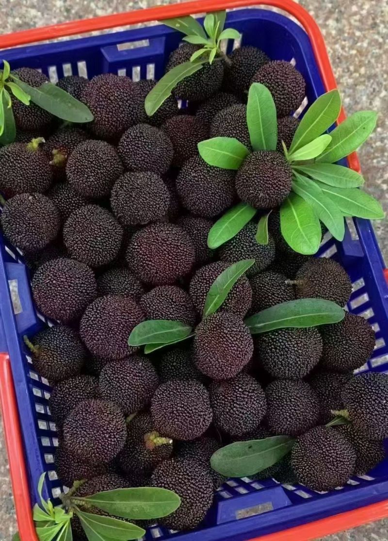 金灶徐寮村杨梅