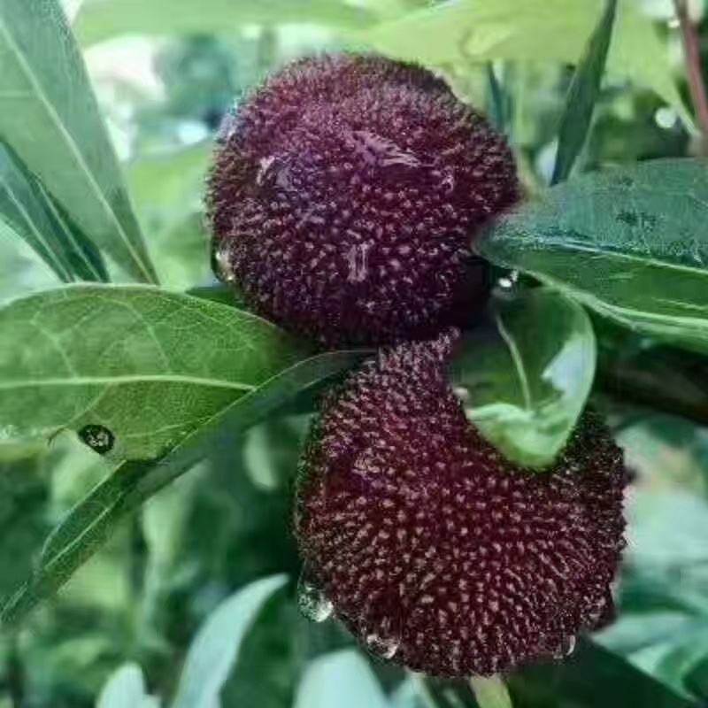 金灶徐寮村杨梅