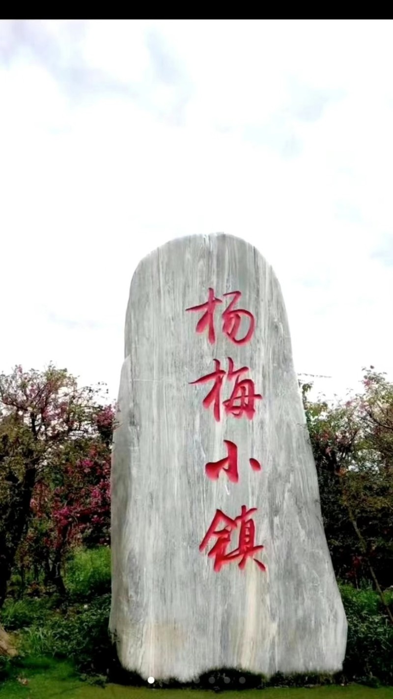 金灶徐寮村杨梅