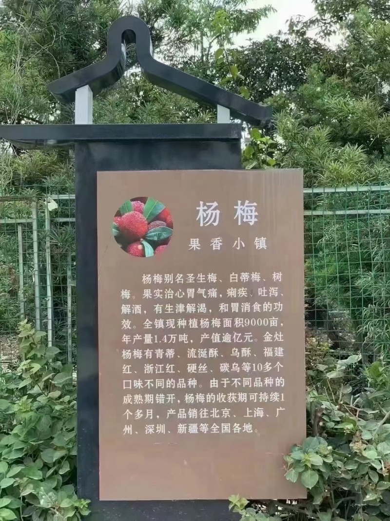 金灶徐寮村杨梅