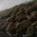 芍药鲜切花3.0