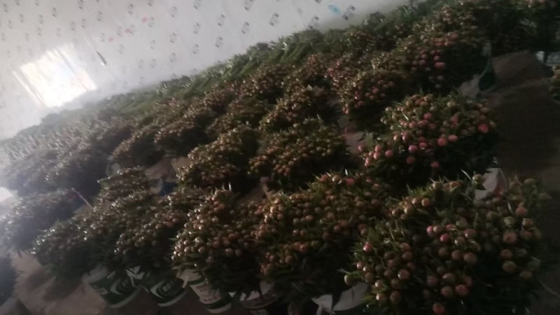 芍药鲜切花3.0