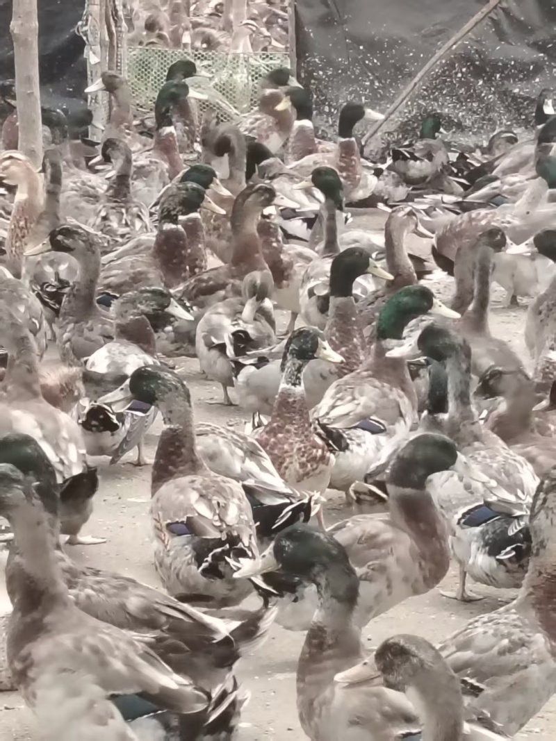 青头鸭