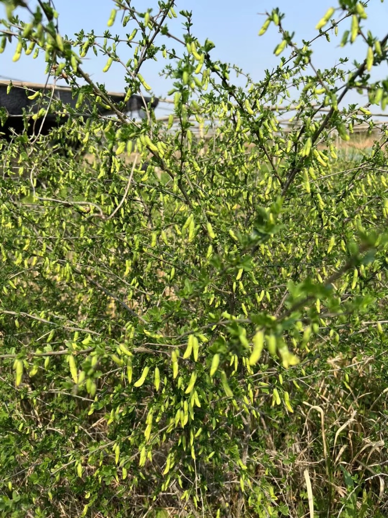 金雀花