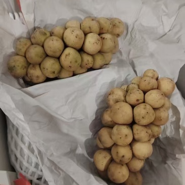 龙宫果