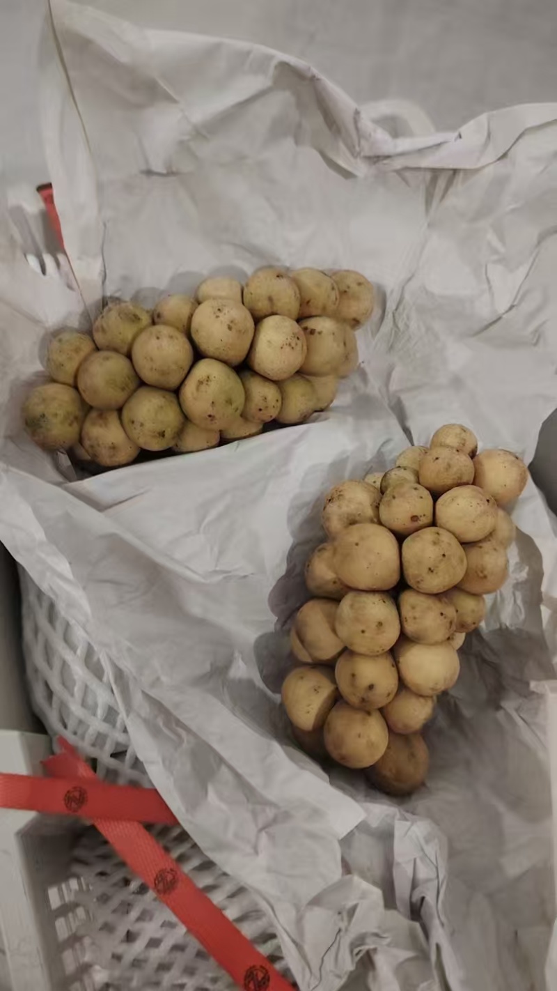 龙宫果