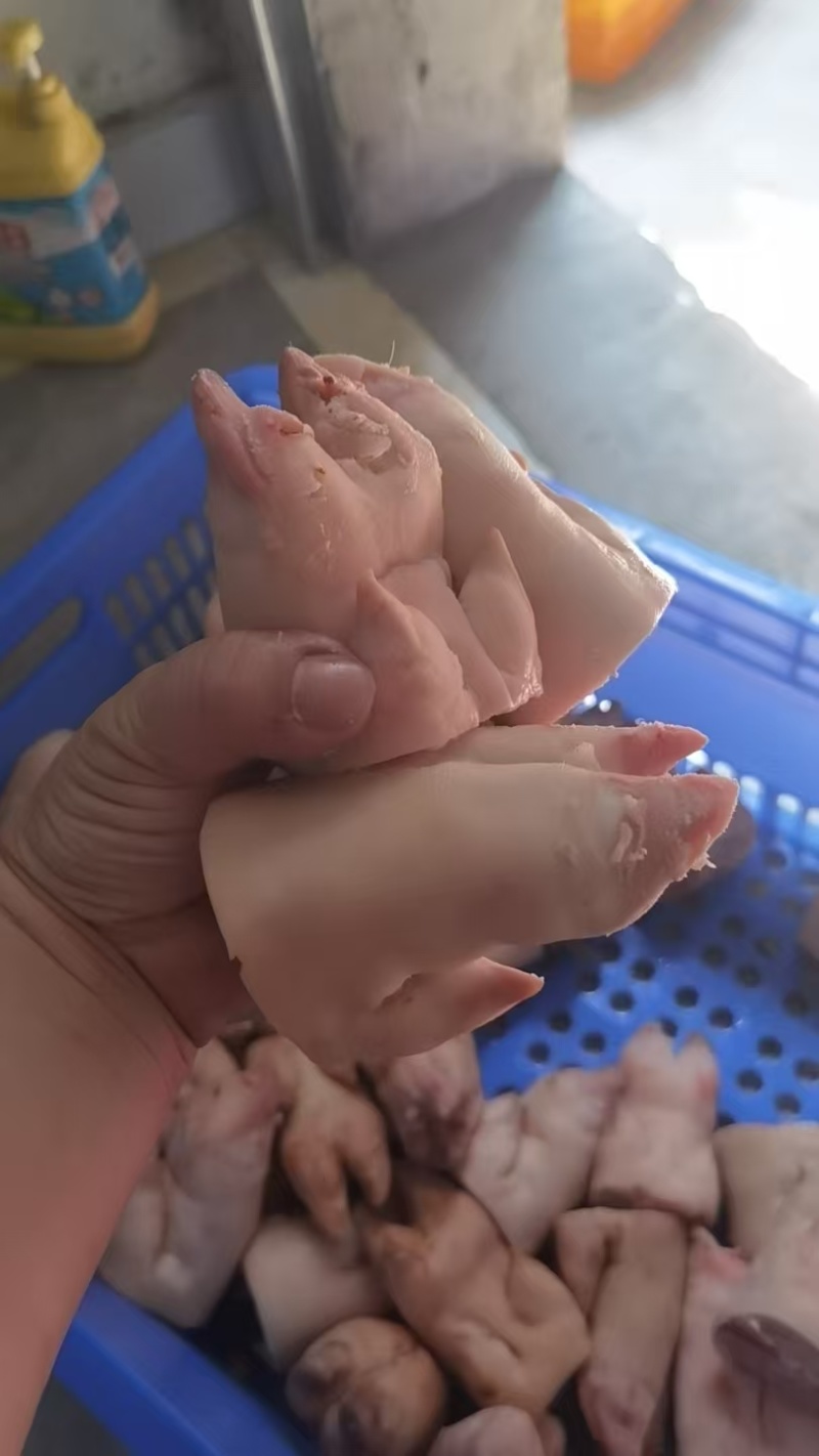 猪蹄尖猪蹄块自己加工厂可发样品