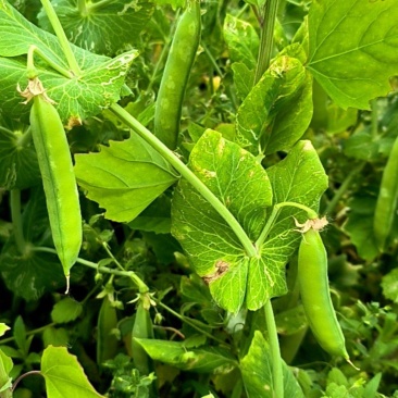 豌豆