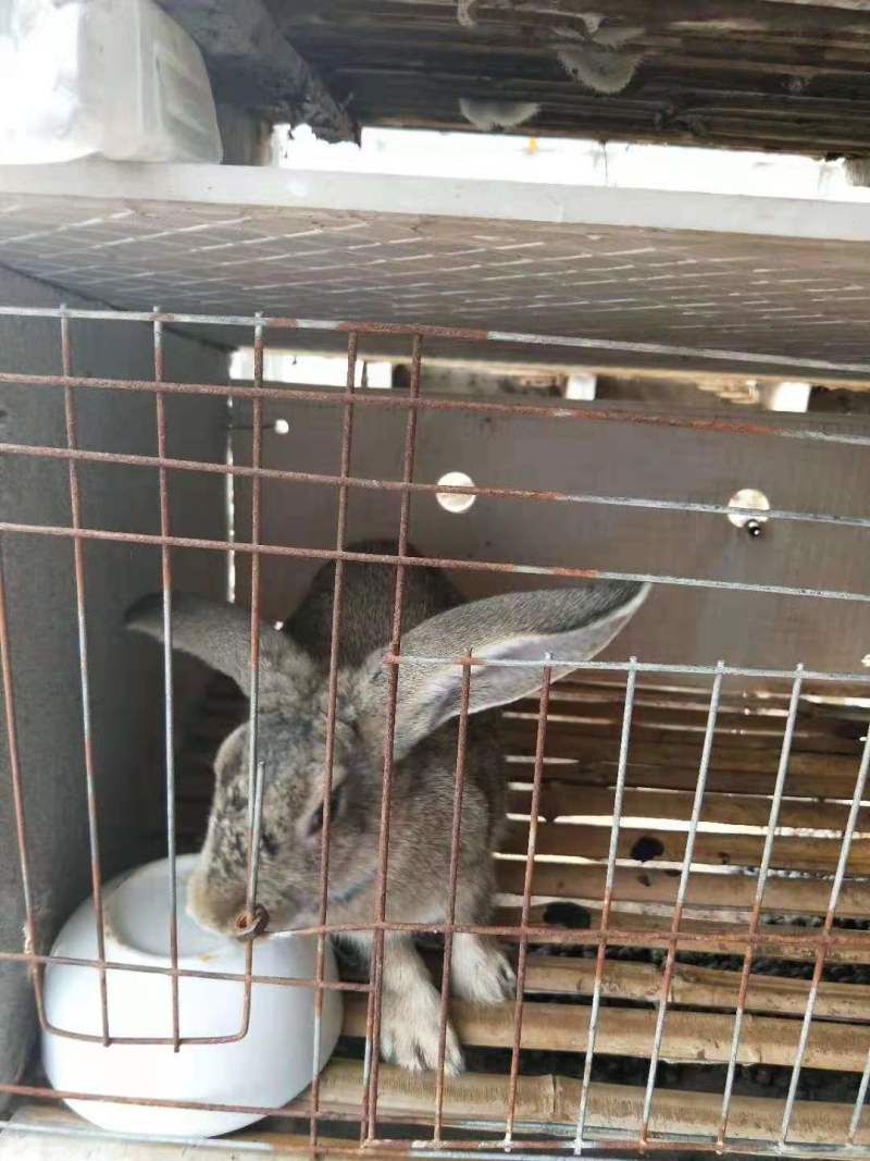 伊拉兔场家批发大小都有包邮到家