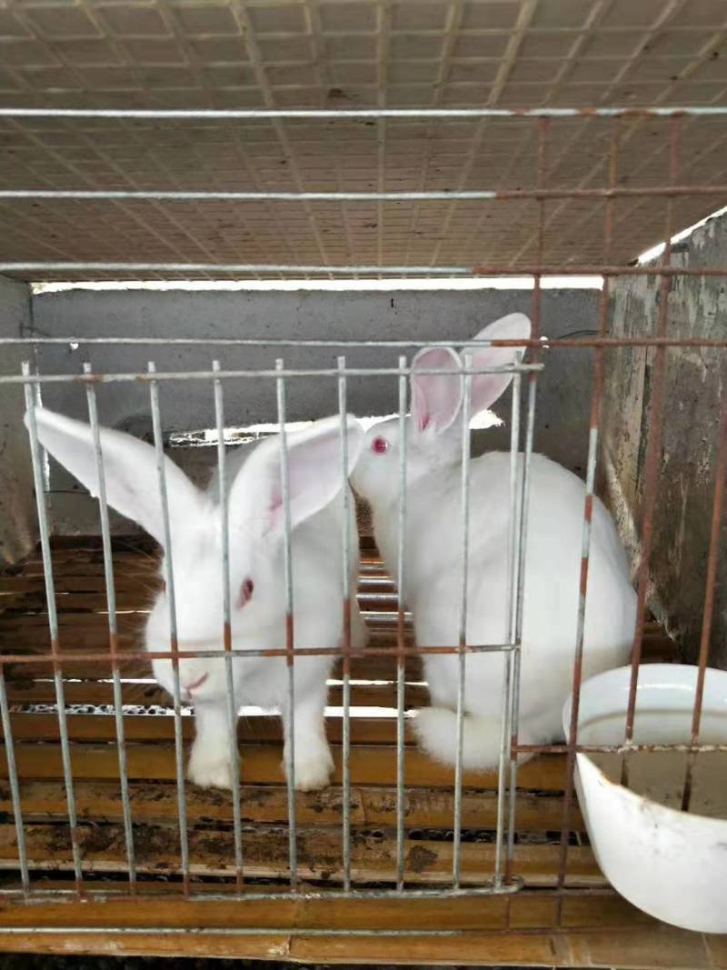 伊拉兔场家批发大小都有包邮到家