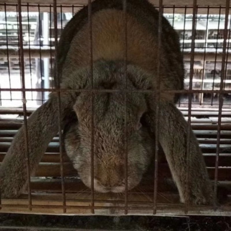 伊拉兔场家批发大小都有包邮到家