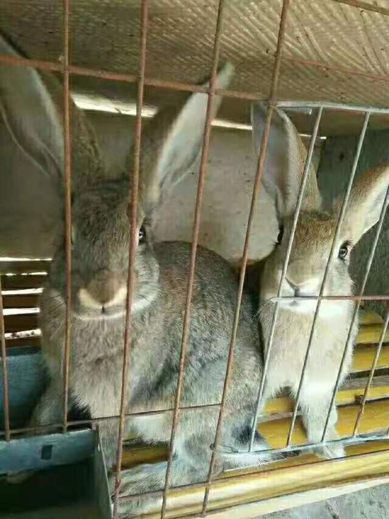 伊拉兔场家批发大小都有包邮到家