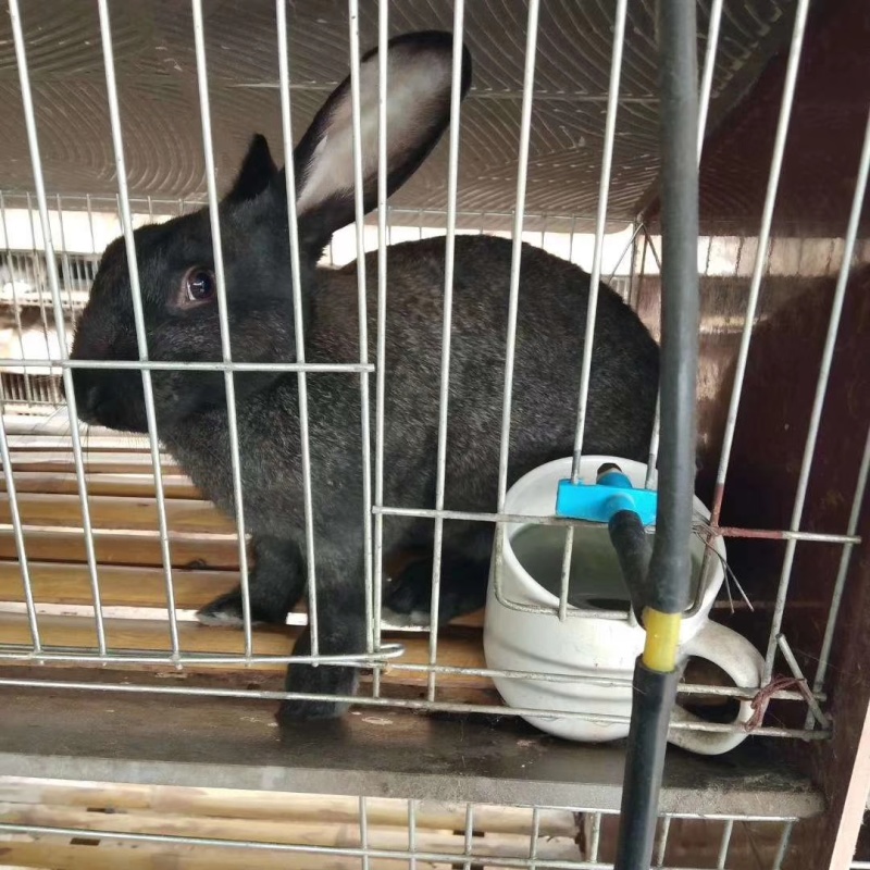 伊拉兔场家批发大小都有包邮到家