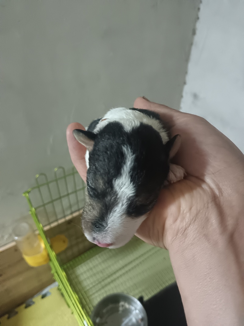 刚毛猎狐梗