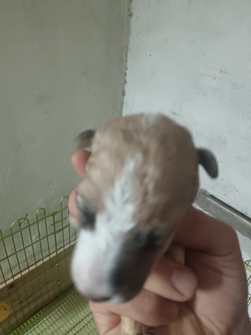 刚毛猎狐梗