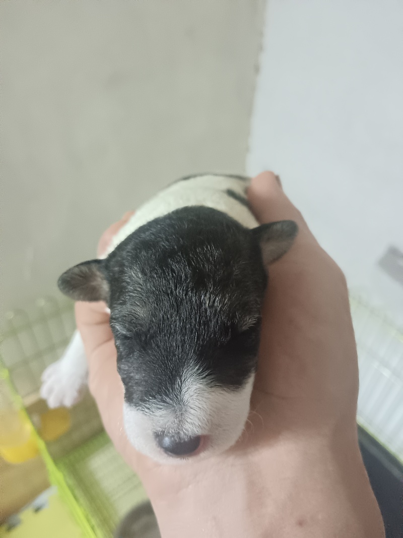 刚毛猎狐梗