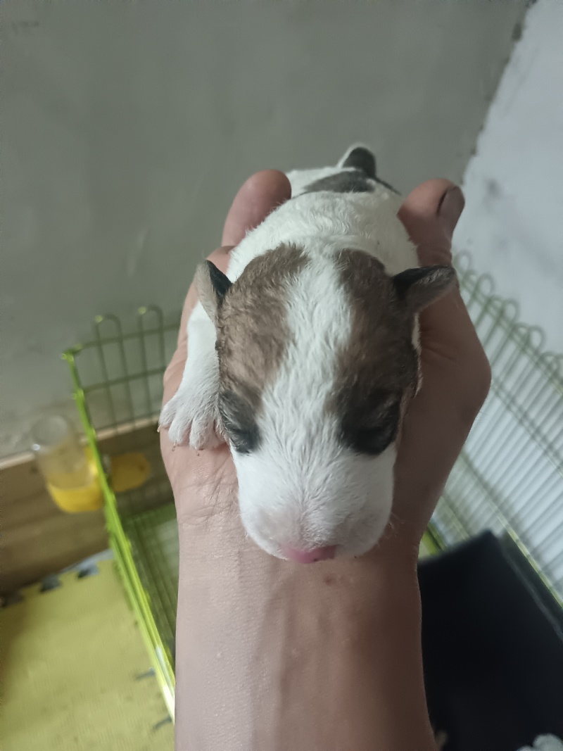 刚毛猎狐梗