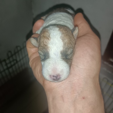 刚毛猎狐梗