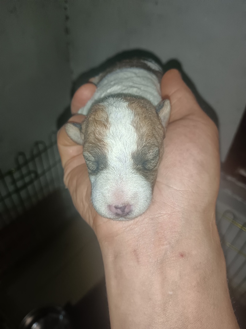 刚毛猎狐梗