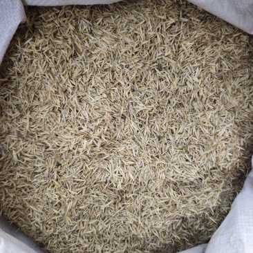 甘肃兰州有20顿冷地早熟禾还有披肩草优质草籽量大从