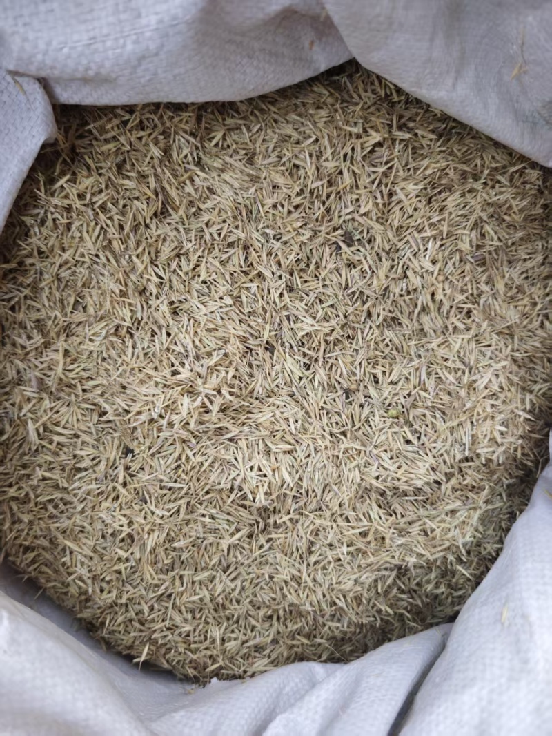甘肃兰州有20顿冷地早熟禾还有披肩草优质草籽量大从