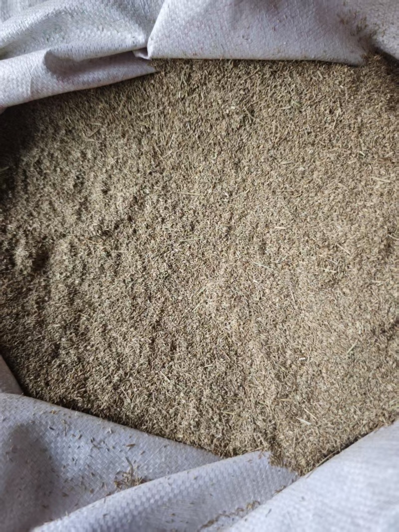 甘肃兰州有20顿冷地早熟禾还有披肩草优质草籽量大从