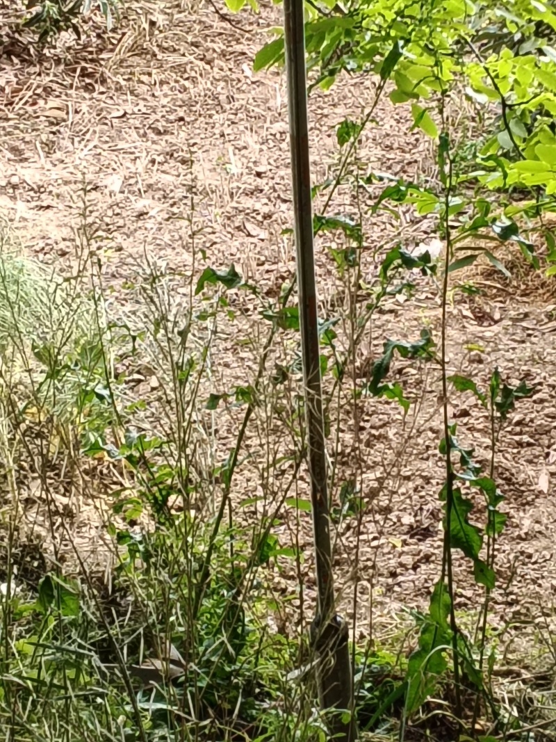 土大黄