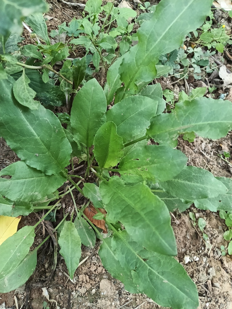 土大黄