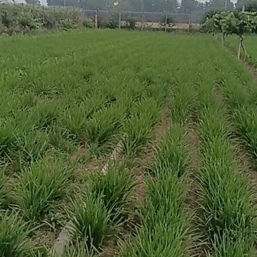 河南漯河源汇区韭菜基地精品韭菜