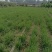 河南漯河源汇区韭菜基地精品韭菜