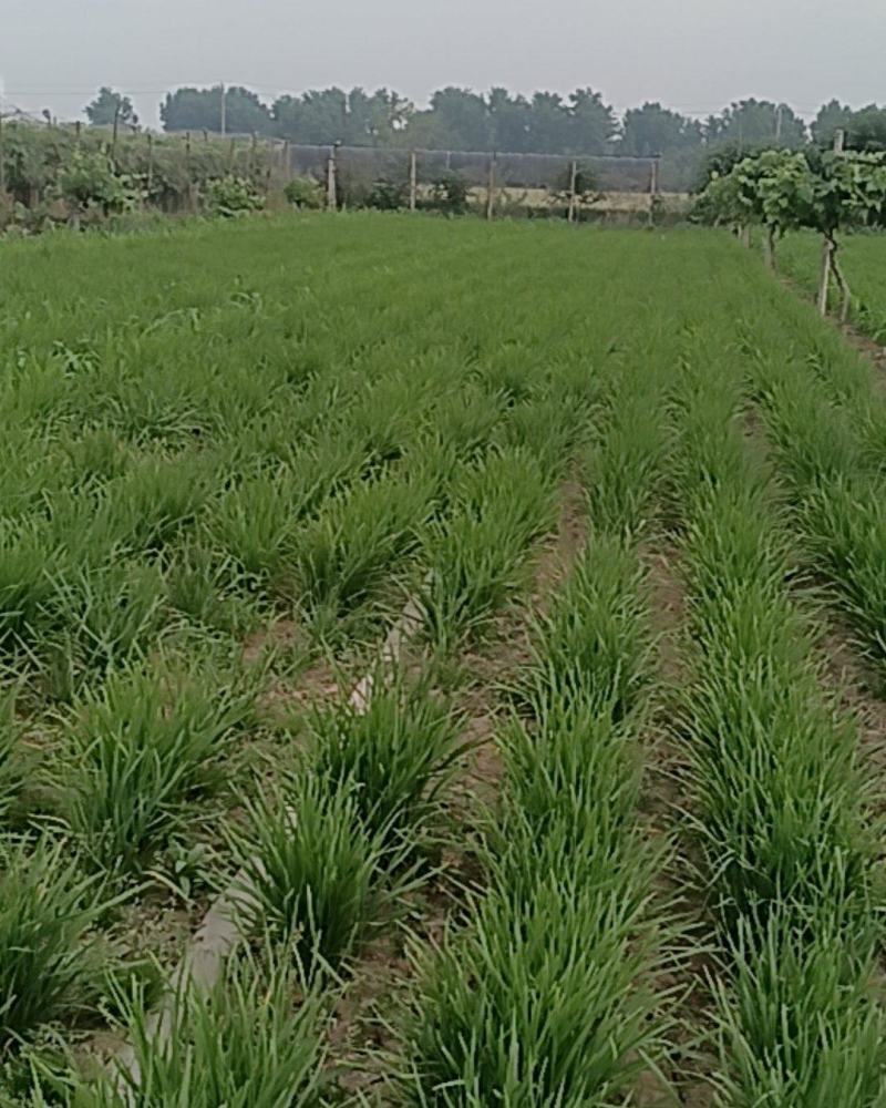 河南漯河源汇区韭菜基地精品韭菜