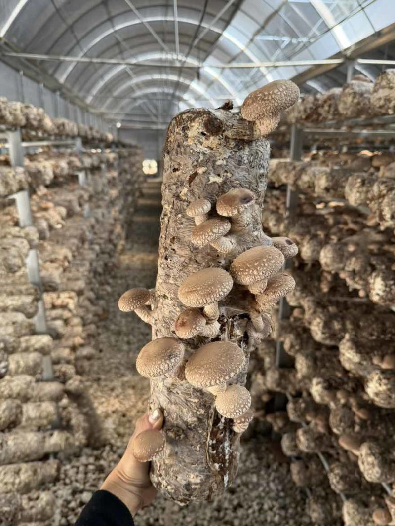 新鲜香菇