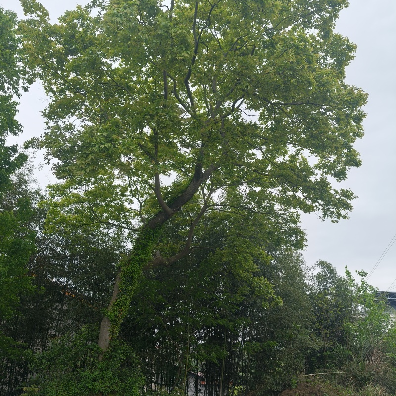 朴树18-40