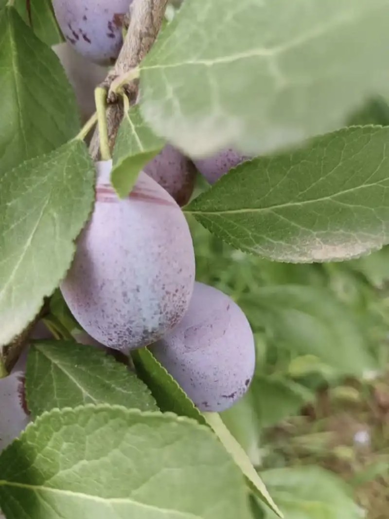 伽师西梅，价格私谈，优质货源充足，需要的可以联系，8月份