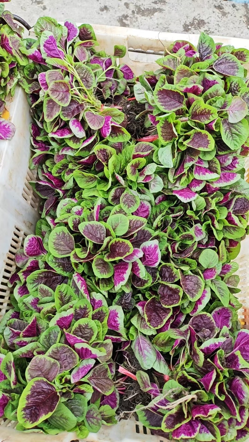 红苋菜