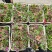 红苋菜