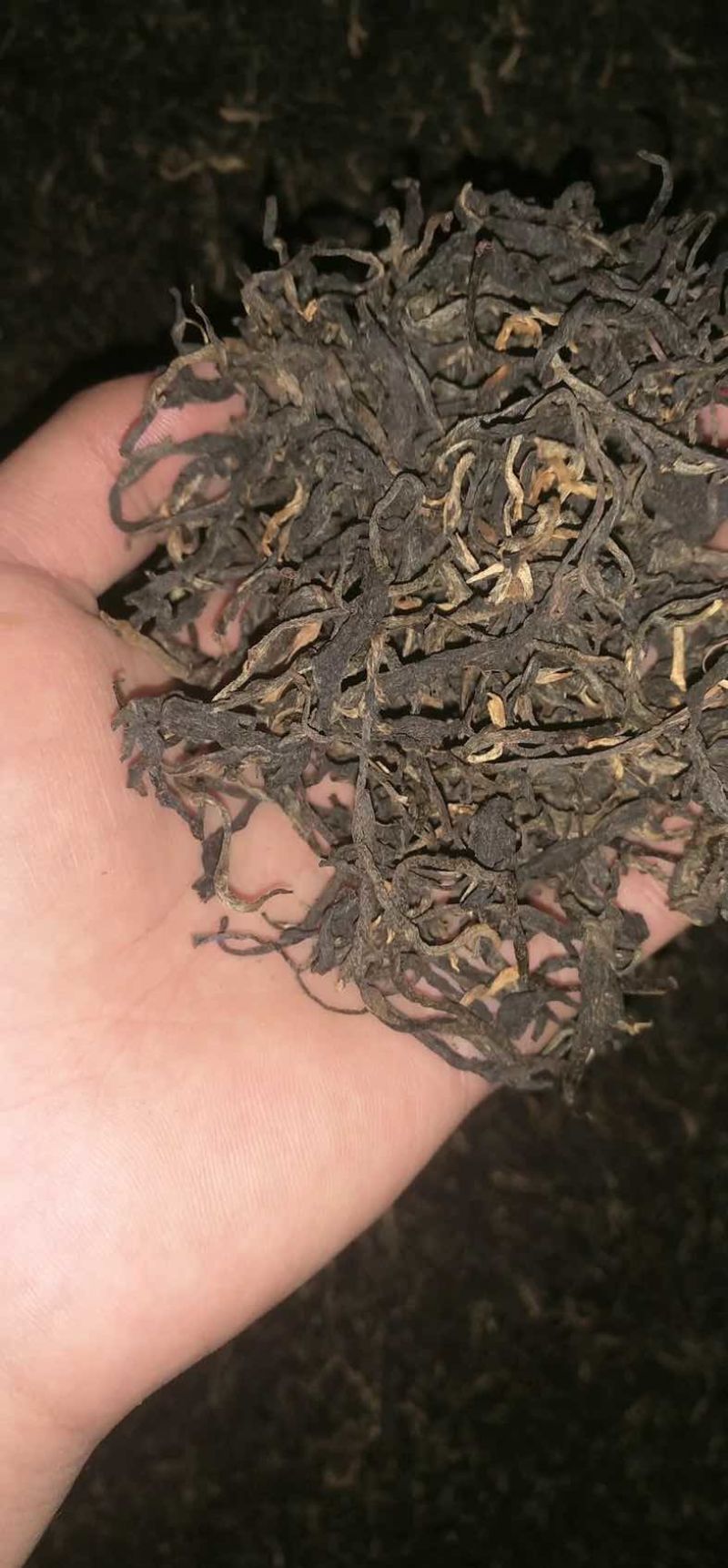 云南保山千年茶乡昌宁红茶