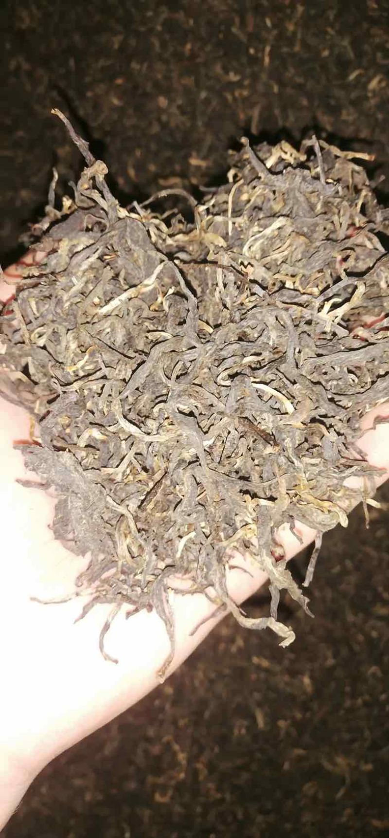 云南保山千年茶乡昌宁红茶