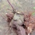 野生山乌龟