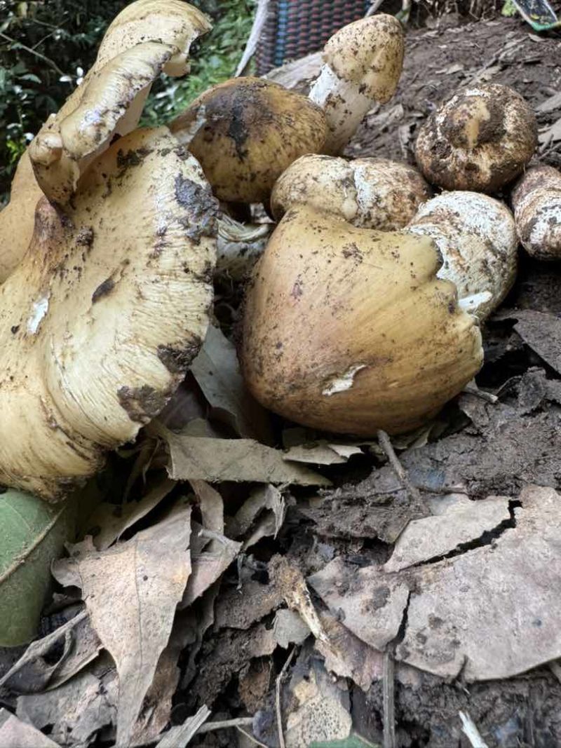 云南保山昌宁精品野生菌七月份销售