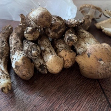 云南保山昌宁精品野生菌七月份销售