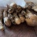 云南保山昌宁精品野生菌七月份销售