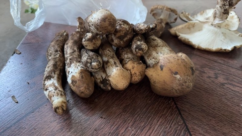 云南保山昌宁精品野生菌七月份销售