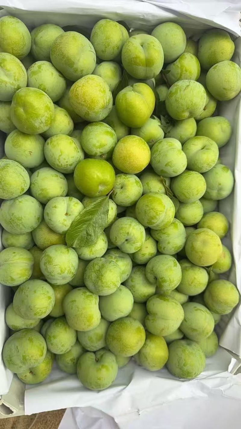 青脆李
