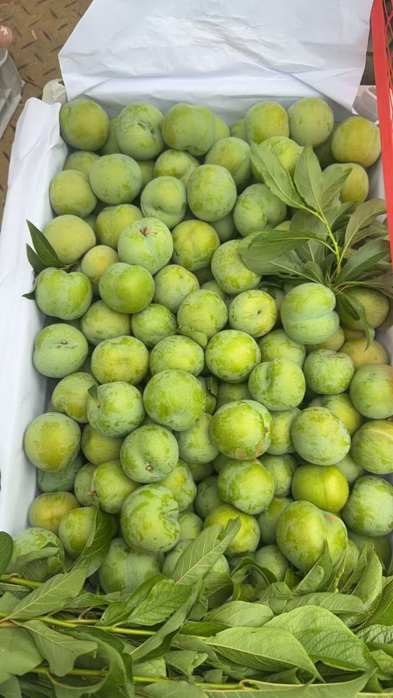 青脆李
